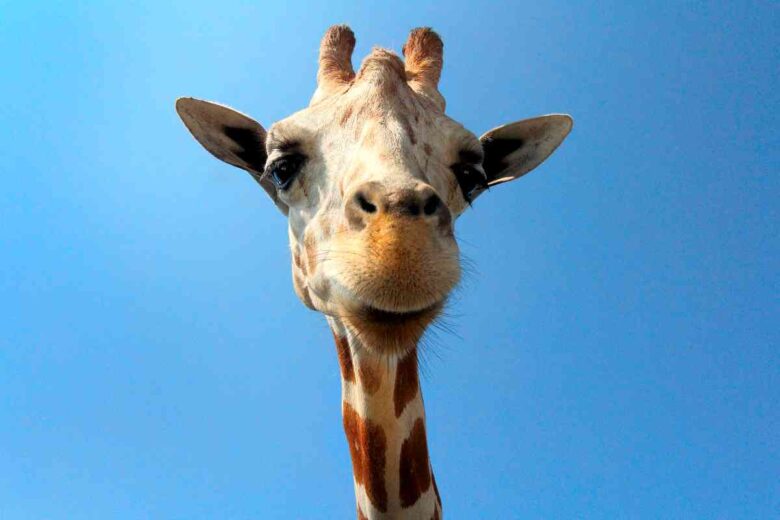 Favola giraffa vanitosa