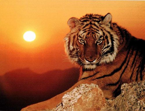 What does it mean to dream a tiger