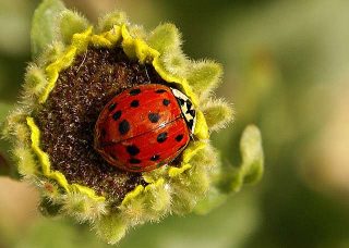 Cosa significa sognare un insetto Insetti nei sogni