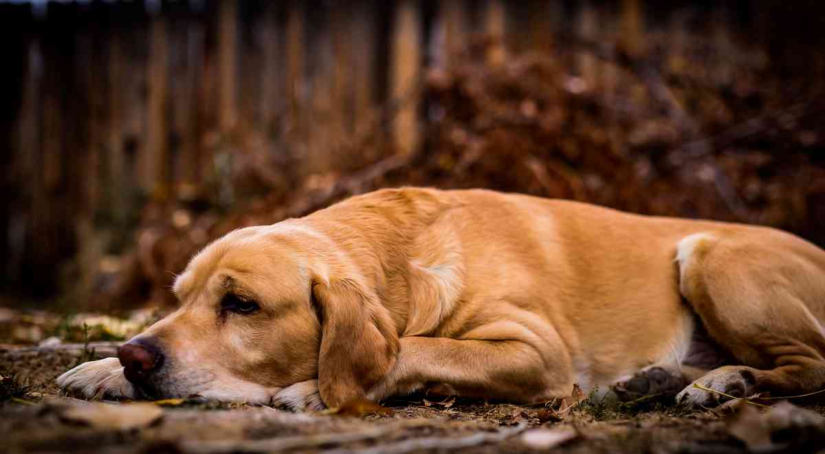 Sognare cane morto - In Vita Veritas - Significato sogno