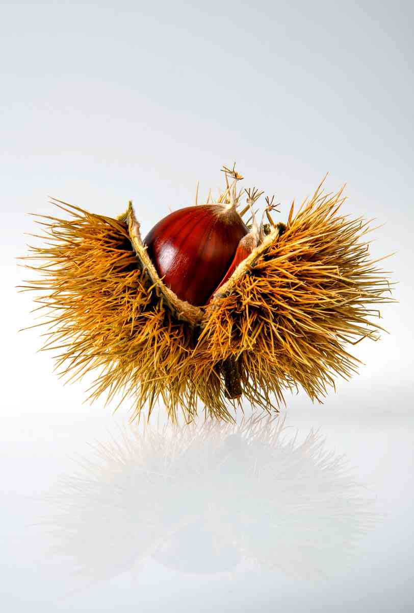 Cosa significa sognare castagne